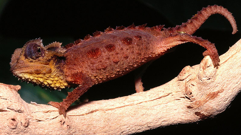 Armored Chameleon